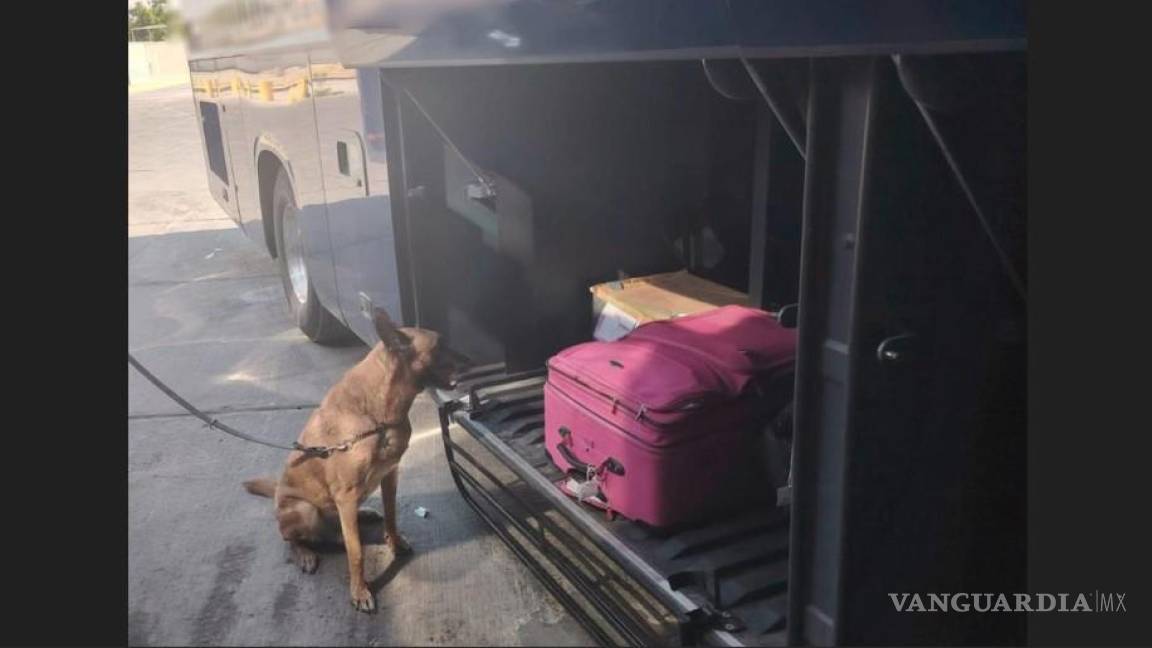 Asegura Guardia Nacional en Torreón 2 maletas con más de 27 kilos de mariguana