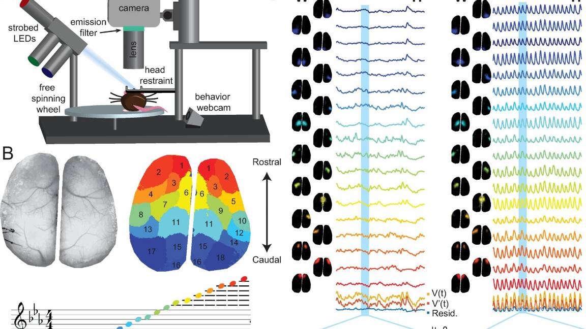 $!Audiovisualización simple de la actividad neuronal de campo amplio en ratones despiertos versus anestesiados.