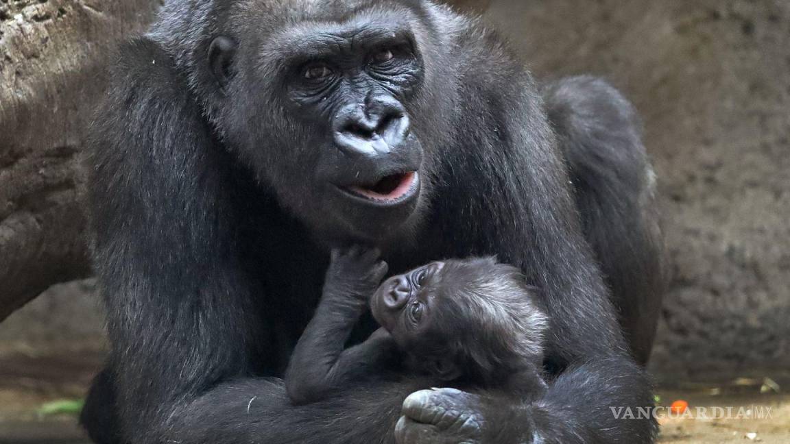 $!Kiki es madre de 4 pequeños gorilas, Pablo es el menor.