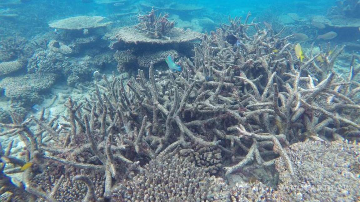 Agoniza la Gran Barrera de Coral