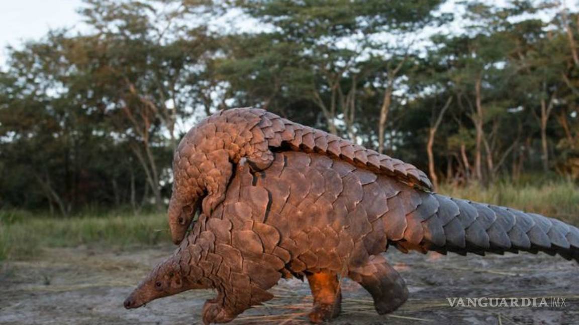 $!Coronavirus chino también se aloja en los pangolines