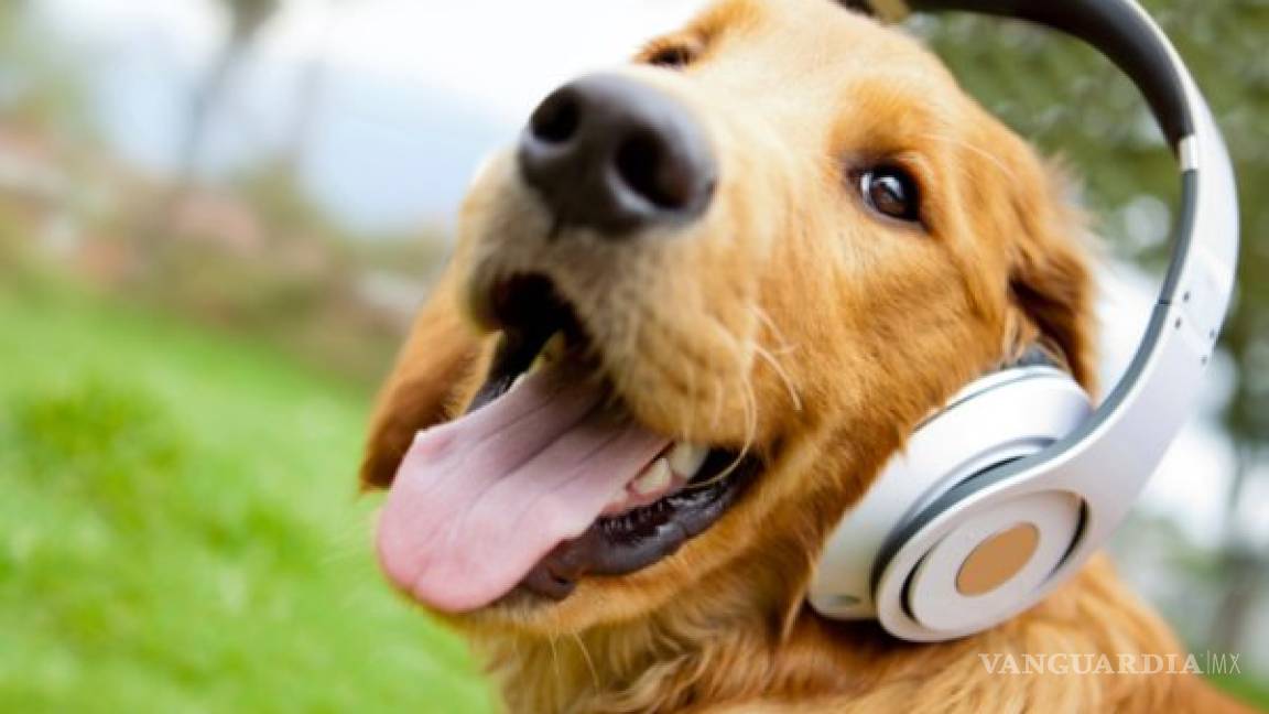Reggae y rock, la música favorita de los perros: Estudio