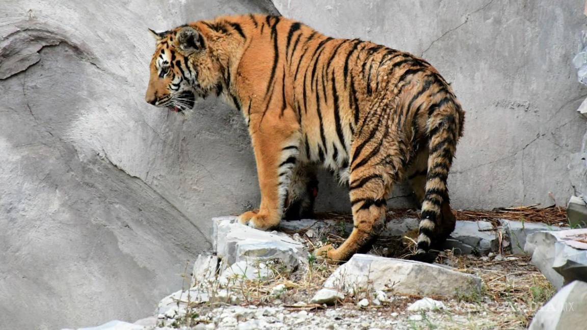 Dona familia a tigresa de 9 meses al zoológico de Monclova