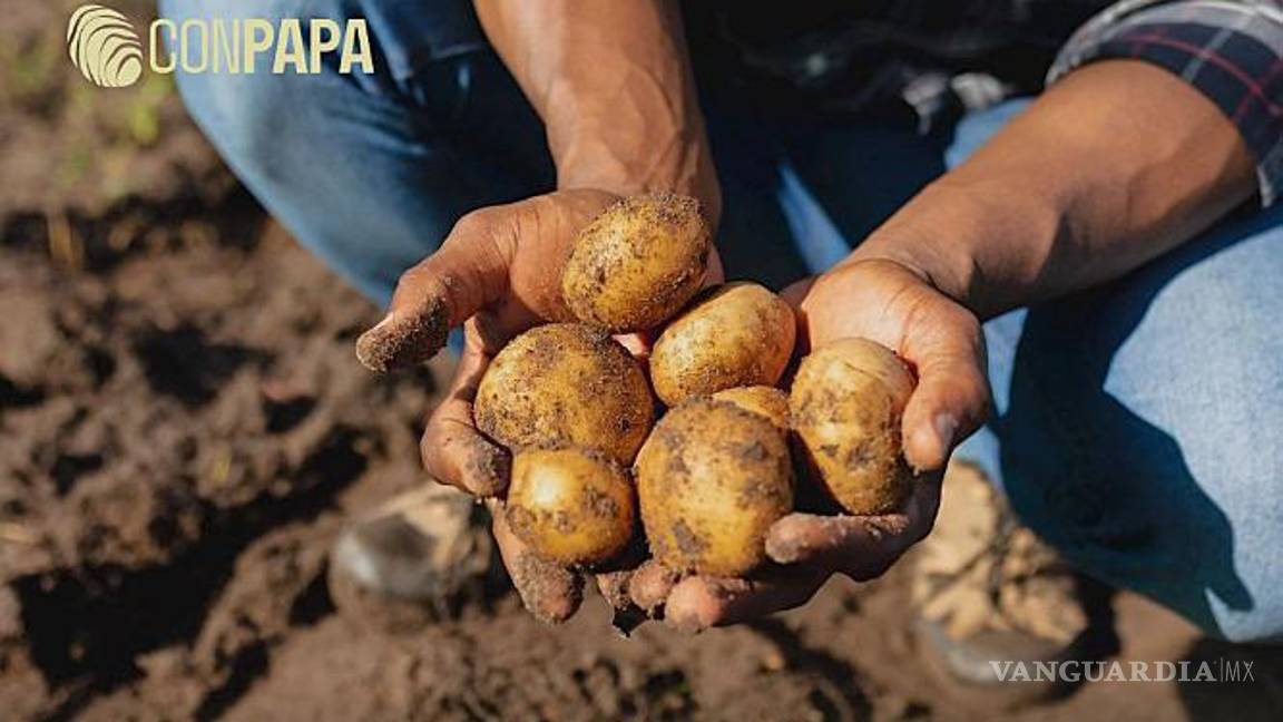 $!El cultivo de papa genera más de siete millones de jornales al año y beneficia a más de 78 mil familias mexicanas.