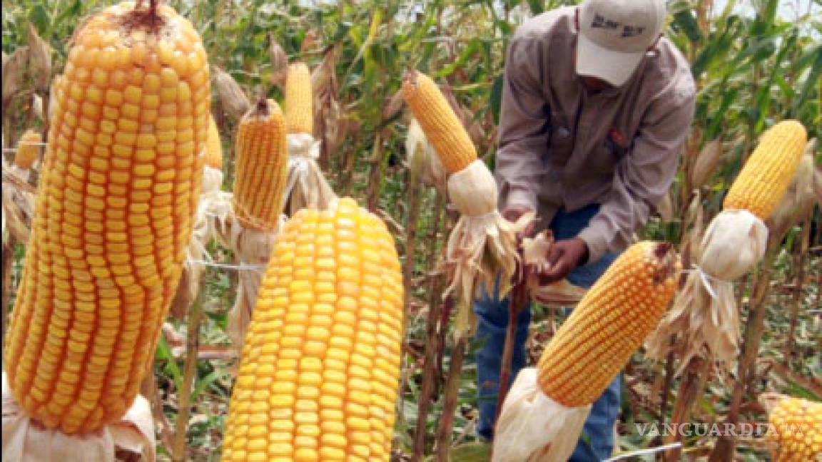 Espera Secretaría de Agricultura crecimiento en producción del maíz en 2021