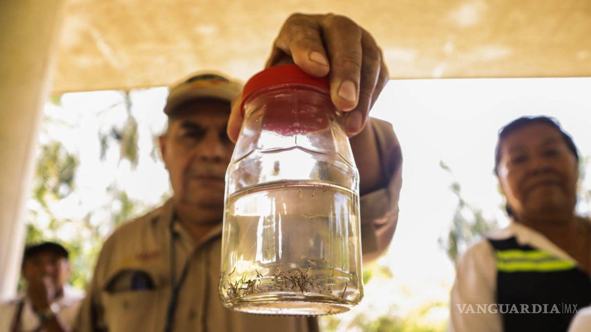 Más de 400 casos de dengue reportan autoridades sanitarias en Torreón y Matamoros