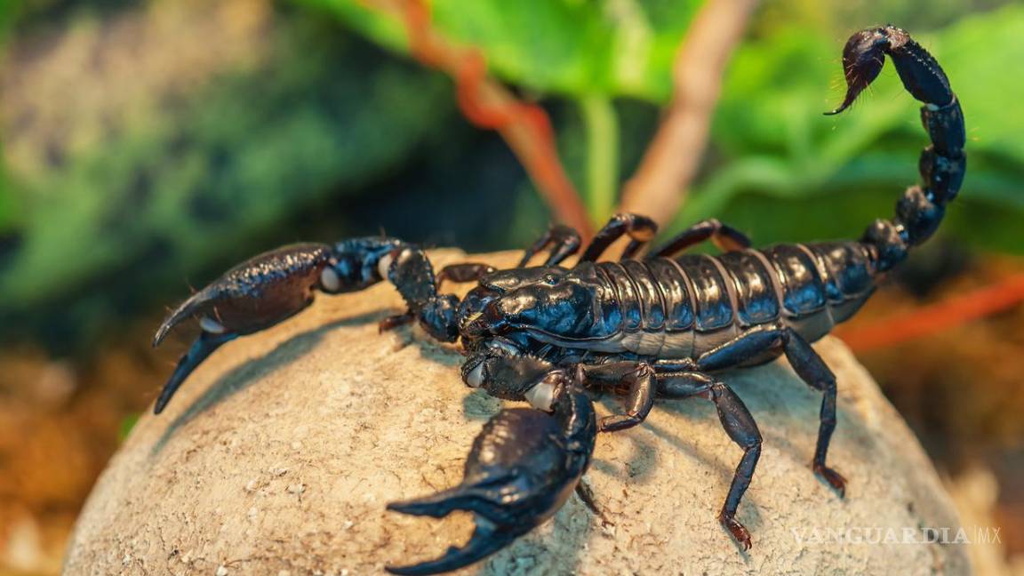 $!El top 10 de los animales más letales del mundo... el número 1 te sorprenderá