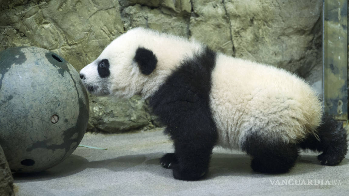 El panda &quot;Bei Bei&quot; hace su debut público en el zoo de Washington