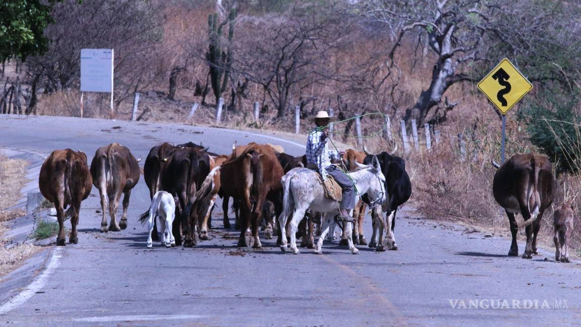 Ante efecto del gusano barrenador, economía mexicana se contraería en el segundo trimestre: IMEF