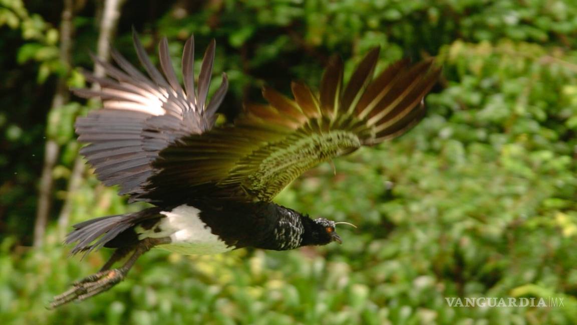 $!En el 2021 habrá mas edificios que árboles, según el Instituto Weizmann de Ciencias