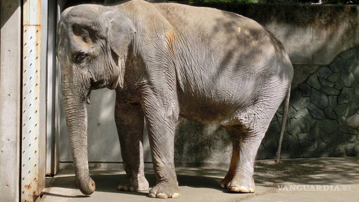 Hanako, la elefanta más longeva de Japón, murió de pura tristeza