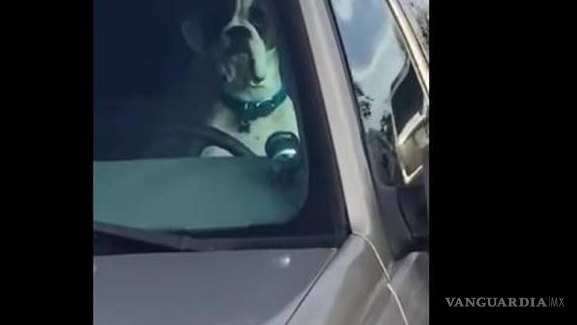 Cansado de esperar, perro toca el claxon a su dueño (Video)