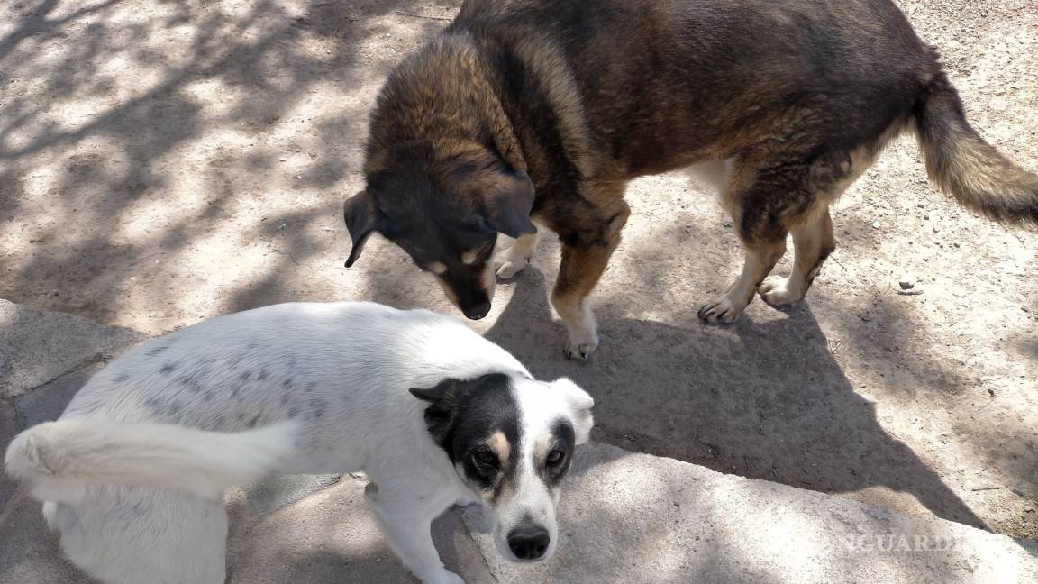 Adoptan en Piedras Negras cada mes más de 20 perros en situación de calle