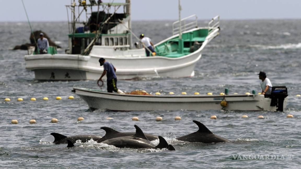 Piden a corte que detenga caza de delfines en Japón