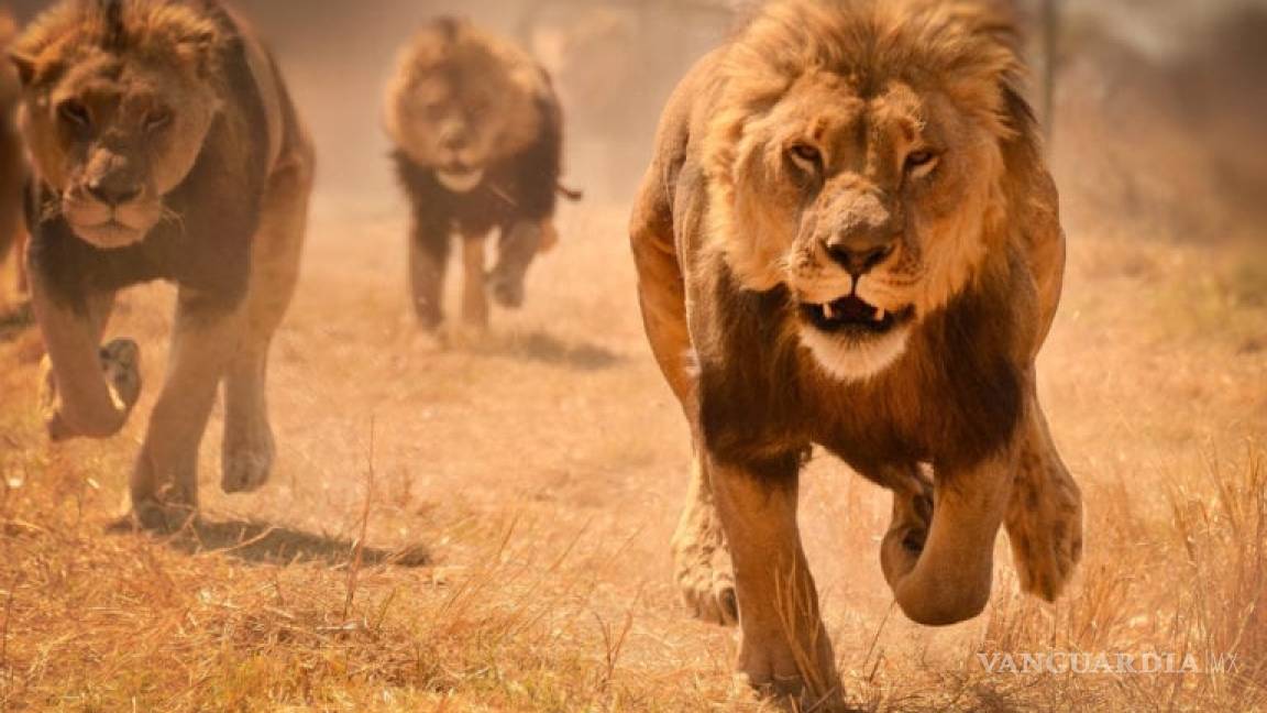 $!Cazadores terminaron devorados por una manada de leones