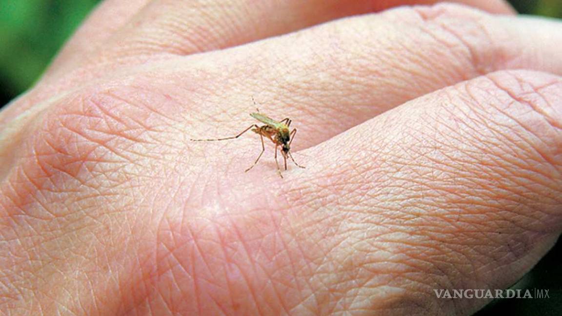 ¿Los mosquitos te pican?, aquí las cinco razones