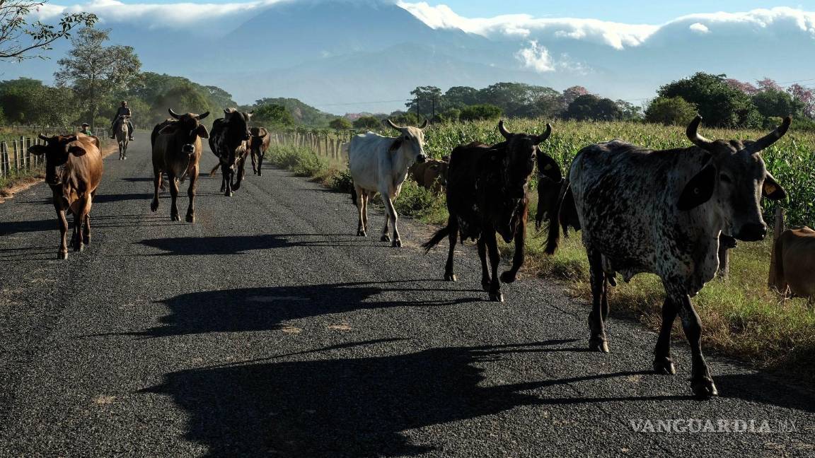 Gusano barrenador: el cierre de la frontera sur es una medida urgente