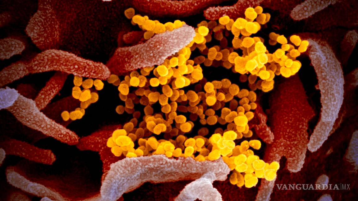 $!Cómo el jabón aniquila absolutamente el coronavirus