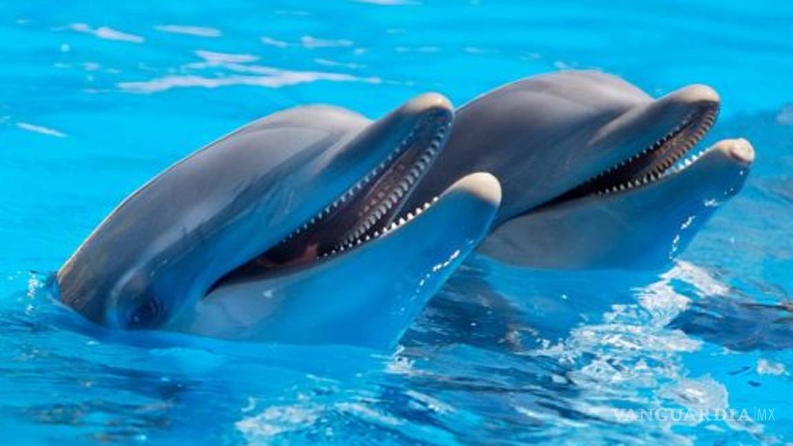 $!Se cazan casi 100 mil delfines cada año, alertan