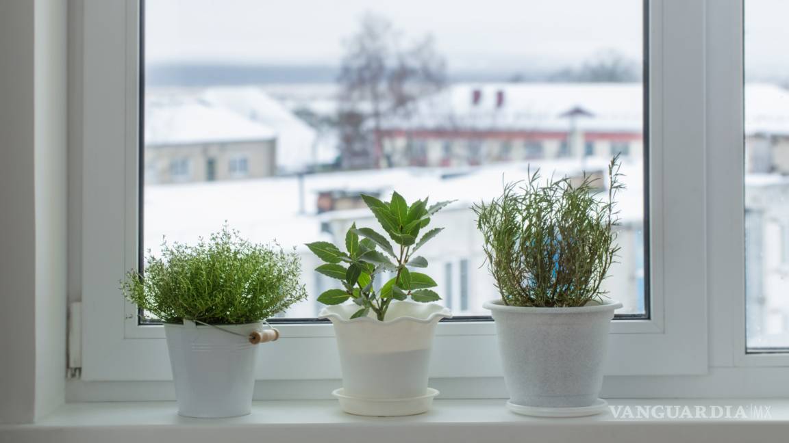 ¿Te gustaría consumir productos naturales y cuidar el medio ambiente? ¡Haz tu propio huerto en casa!