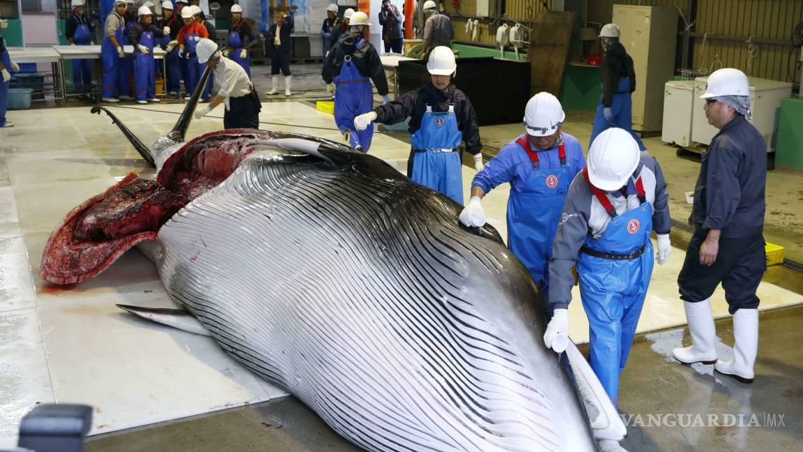 Japón anuncia que sus barcos capturarán 227 ballenas con fines comerciales, por primera vez desde 1982