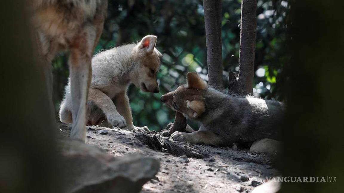 $!Cinco nuevas crias de lobo mexicano dan esperanza en mantener la especie