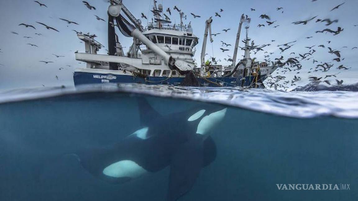 $!Los extraordinarios ganadores de los Premios Internacionales de Fotografía de Siena 2016