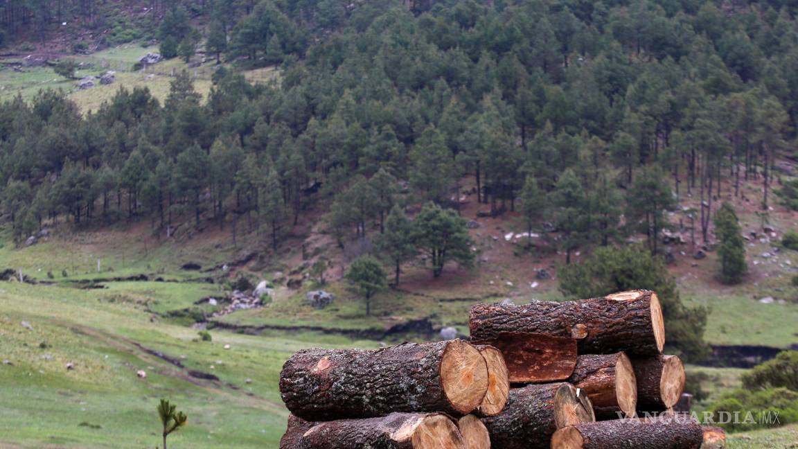 $!Los refugios de las mariposas monarca en México son destruidos debido a la tala.