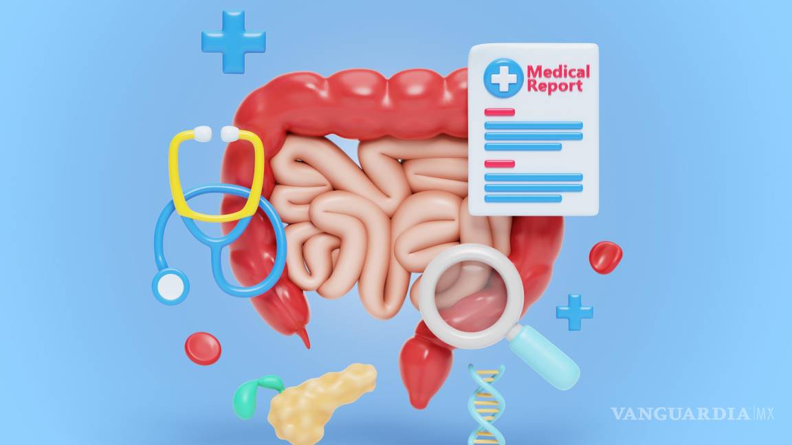 $!El intestino es mucho más que un órgano digestivo.