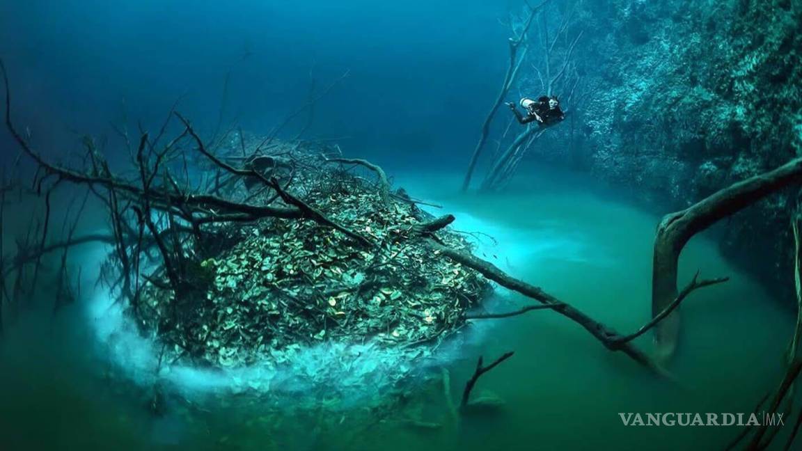 $!Cenote Angelita: Un río submarino en Yucatán.