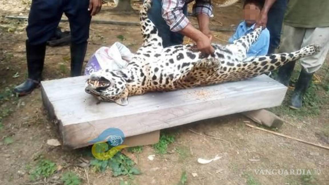 $!Cazan a jaguar en Veracruz y presumen las fotos en redes