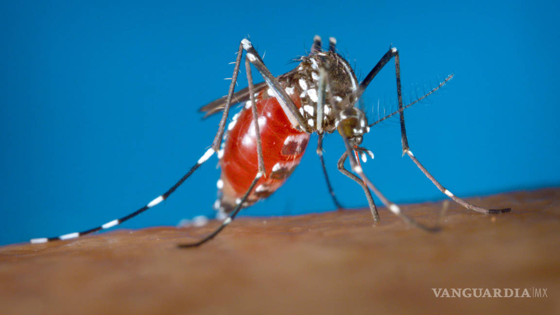 En busca de respuestas contundentes contra el zika