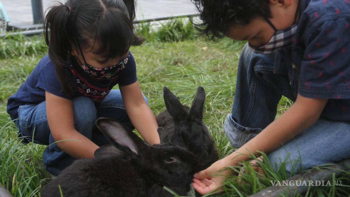 $!Son seis los estados de EU que prohíben la venta de perros, gatos, conejos y mascotas en vitrinas.