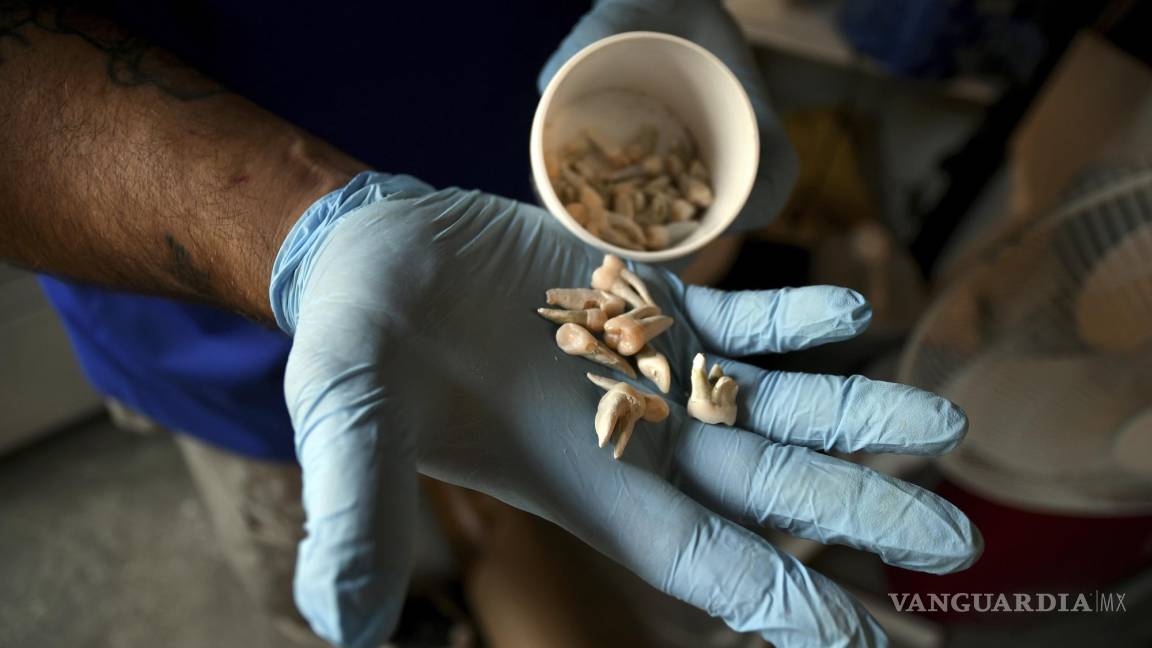 $!En esta foto del miércoles 11 de agosto de 2021, el empleado Chris Olachia muestra un puñado de dientes en las instalaciones de compostaje de cuerpos humanos de The Natural Funeral en Arvada, Colorado. AP/Thomas Peipert