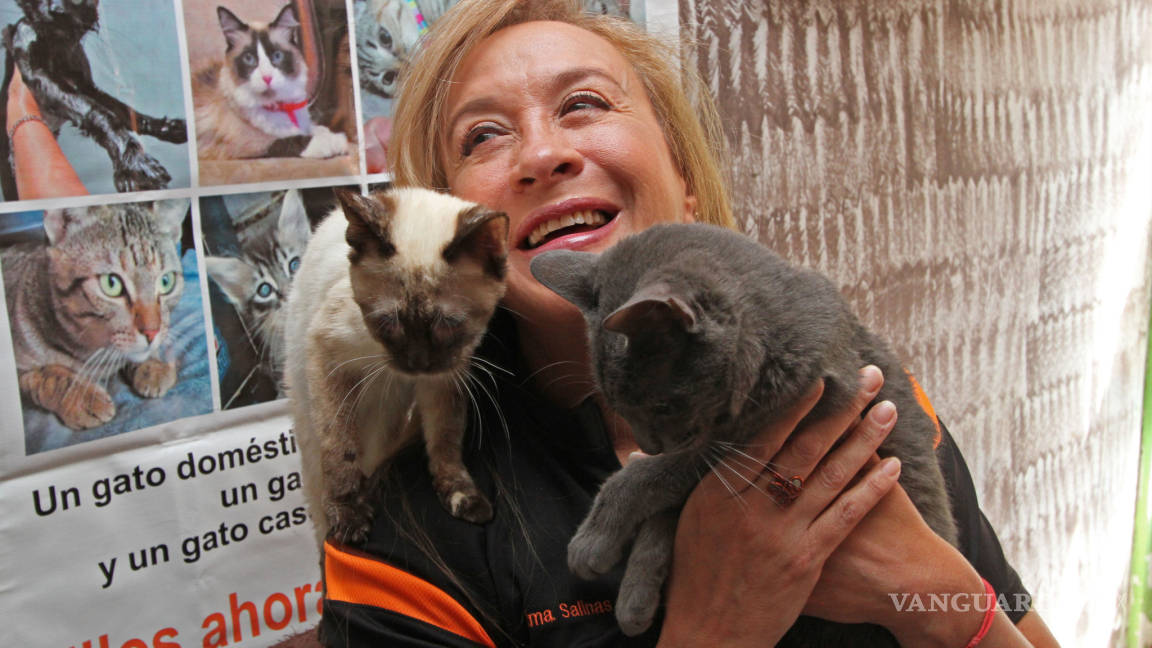 Impulsan en Saltillo adopción de gatos con alguna discapacidad