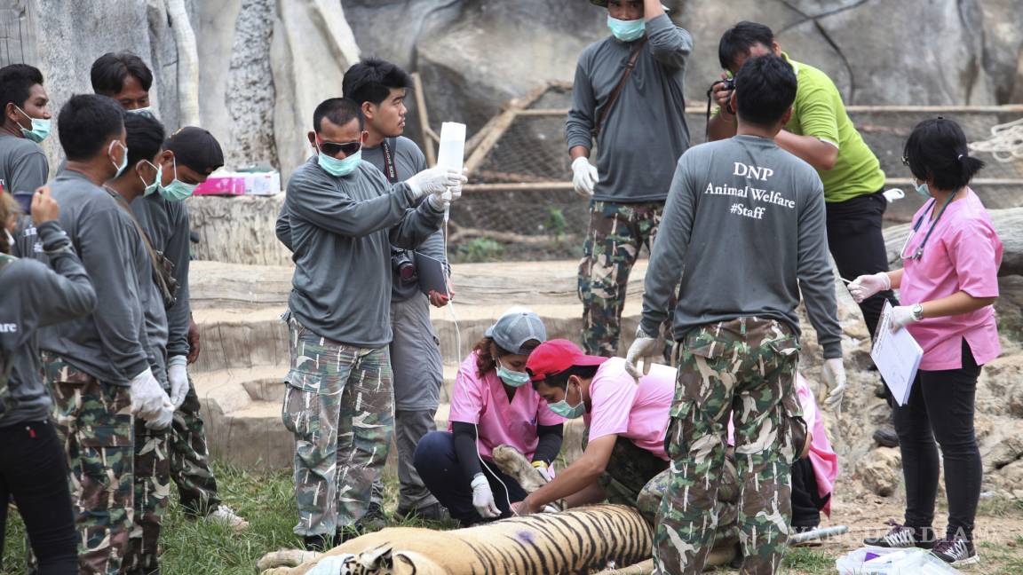 Mueren de raro mal 86 tigres rescatados