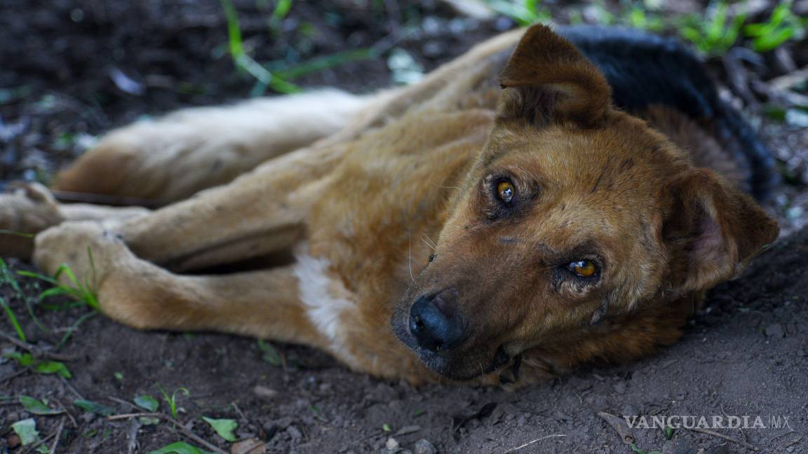 Un viejo anhelo: Centro de Bienestar Animal en Saltillo. No más Control Canino