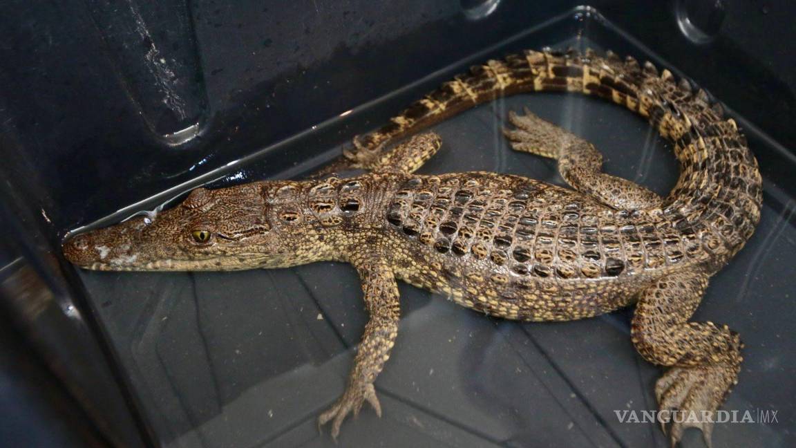$!El cocodrilo de pantano, especie que no se desarrolla de forma natural en Coahuila, fue asegurado tras un monitoreo nocturno especializado realizado en la presa Palo Blanco.