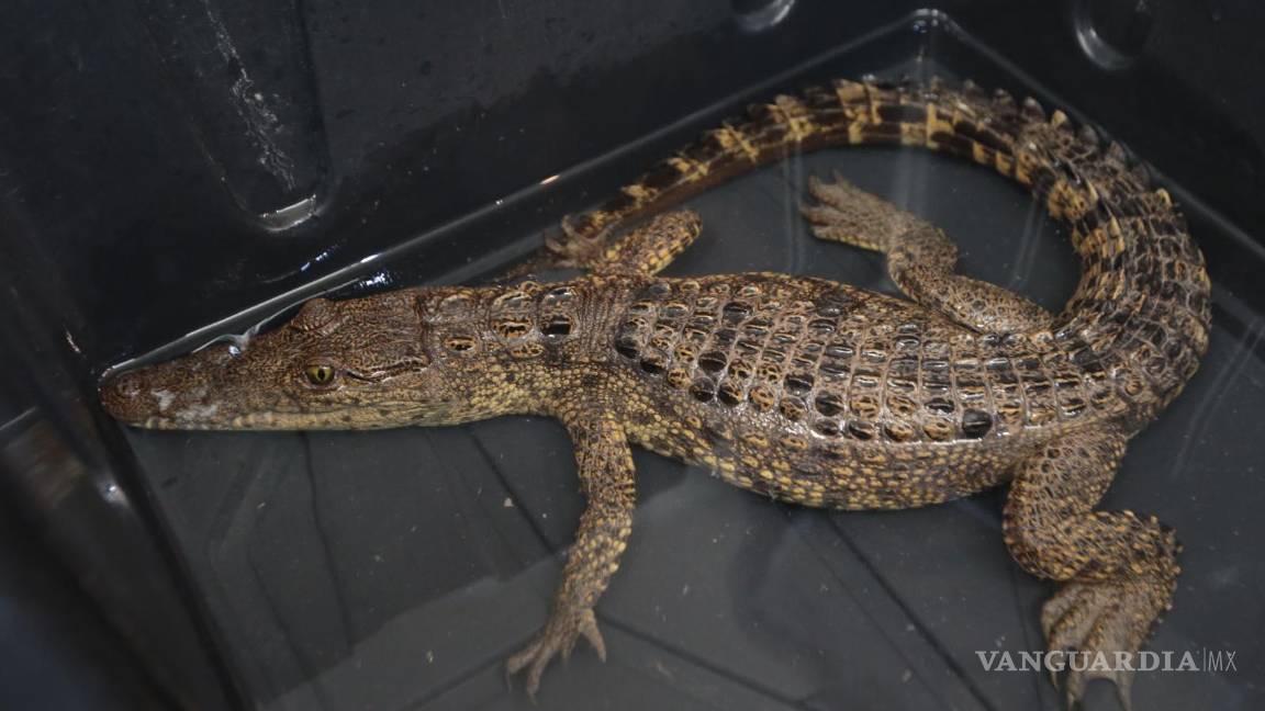 $!El cocodrilo rescatado en la presa Palo Blanco permanecerá bajo resguardo y será parte de los atractivos durante el periodo vacacional.