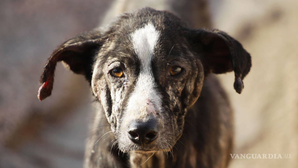 Exterminan al 50% de perros callejeros en Saltillo, sacrifican 10 al día