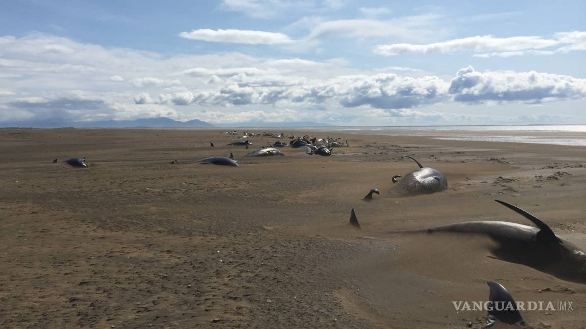 50 ballenas piloto son encontradas muertas Islandia