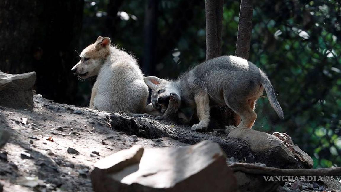 $!Cinco nuevas crias de lobo mexicano dan esperanza en mantener la especie