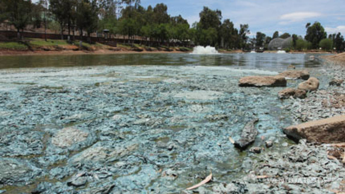 Encuentran miles de peces muertos en lago contaminado de la India