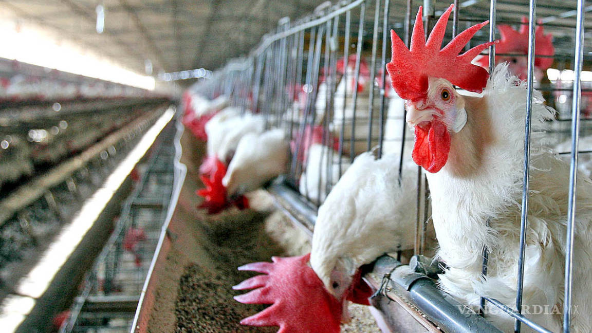 México compró 558 veces más pollo del que exportó este año
