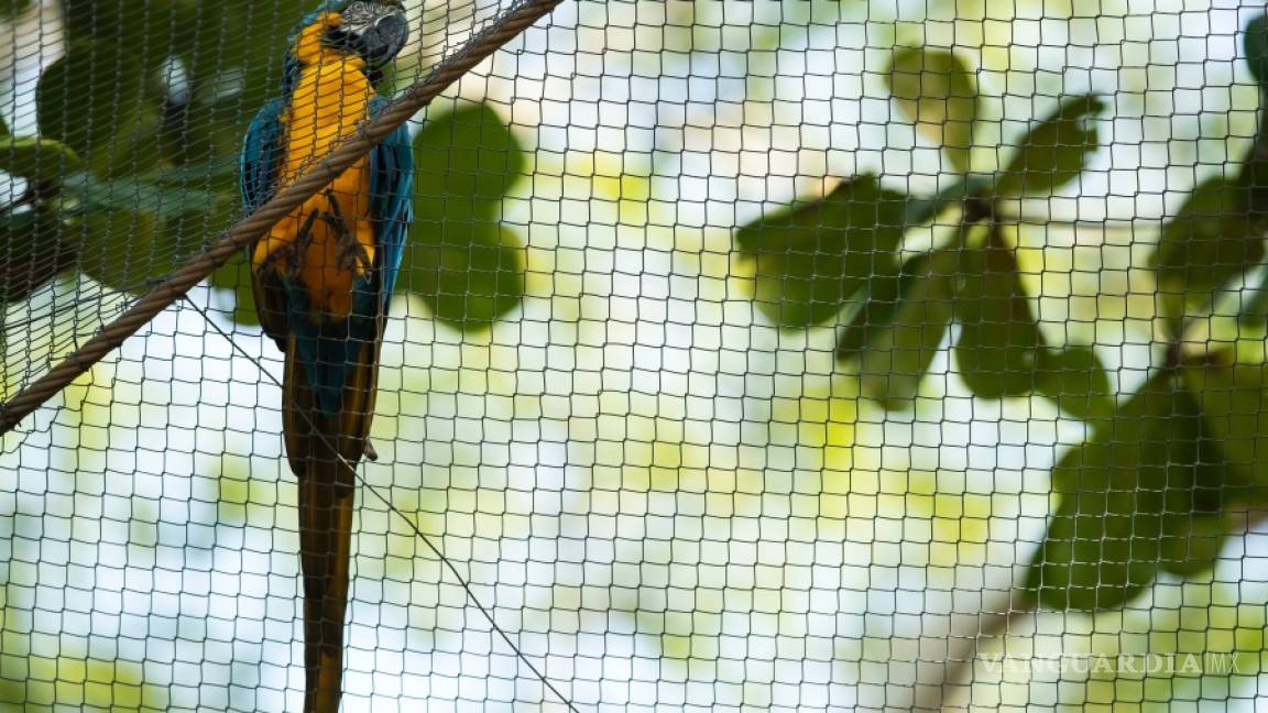 $!Ultima guacamaya salvaje de Río de Janeiro está sola y busca el amor