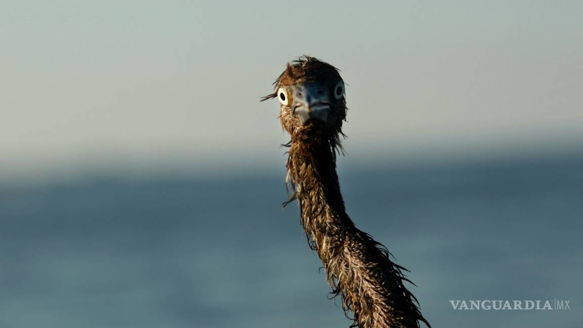 $!A 10 años de la explosión de la plataforma Deepwater Horizon la vida silvestre del Golfo de México sigue siendo afectada