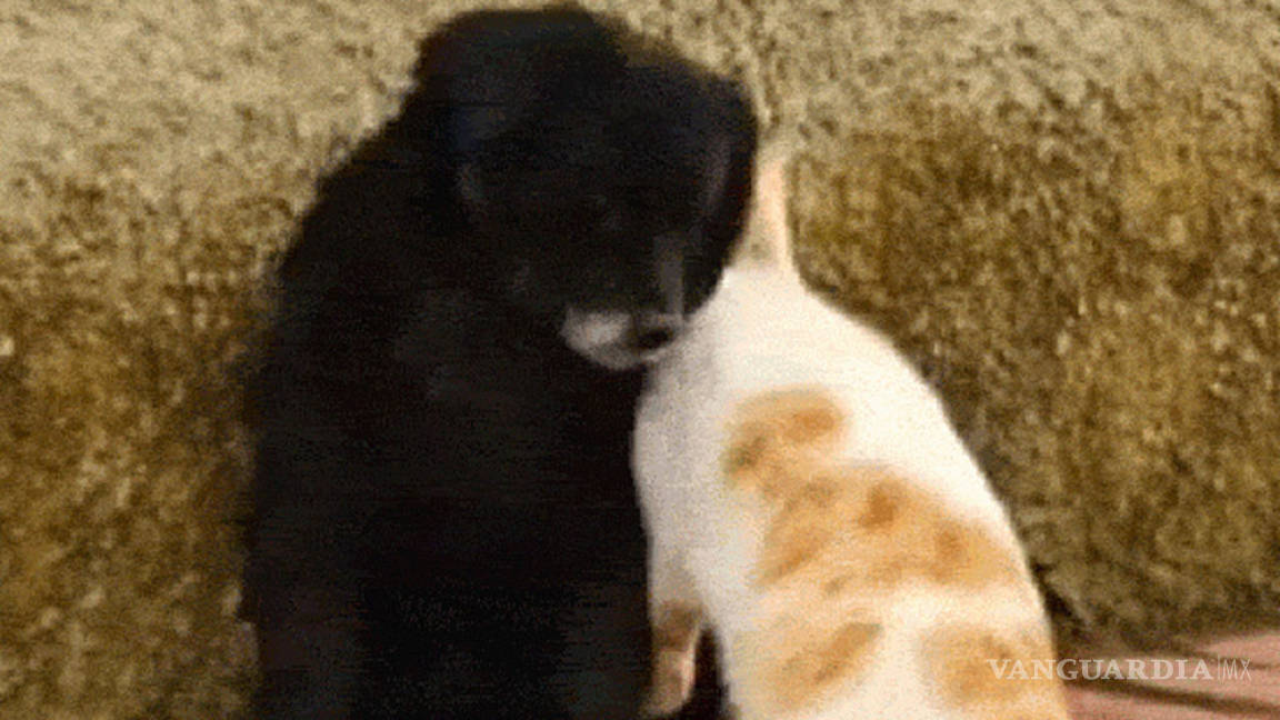 La gata acosadora y el perro indeciso, video de Facebook que se ha vuelto viral