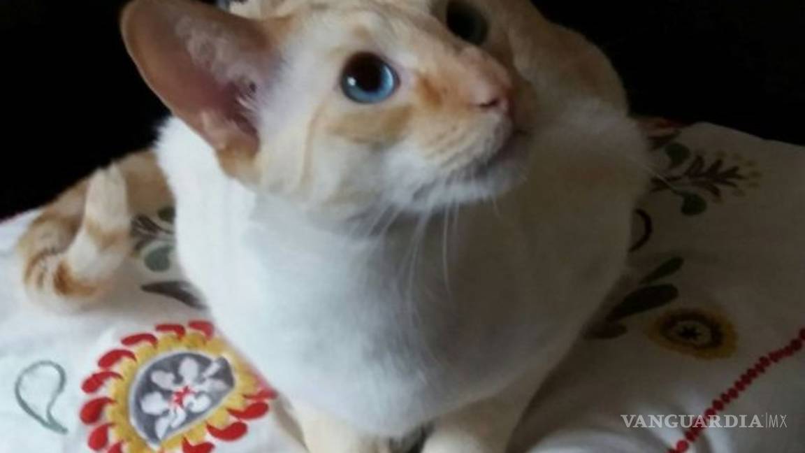 $!Una mujer estuvo entre la vida y la muerte por un arañazo de su gato