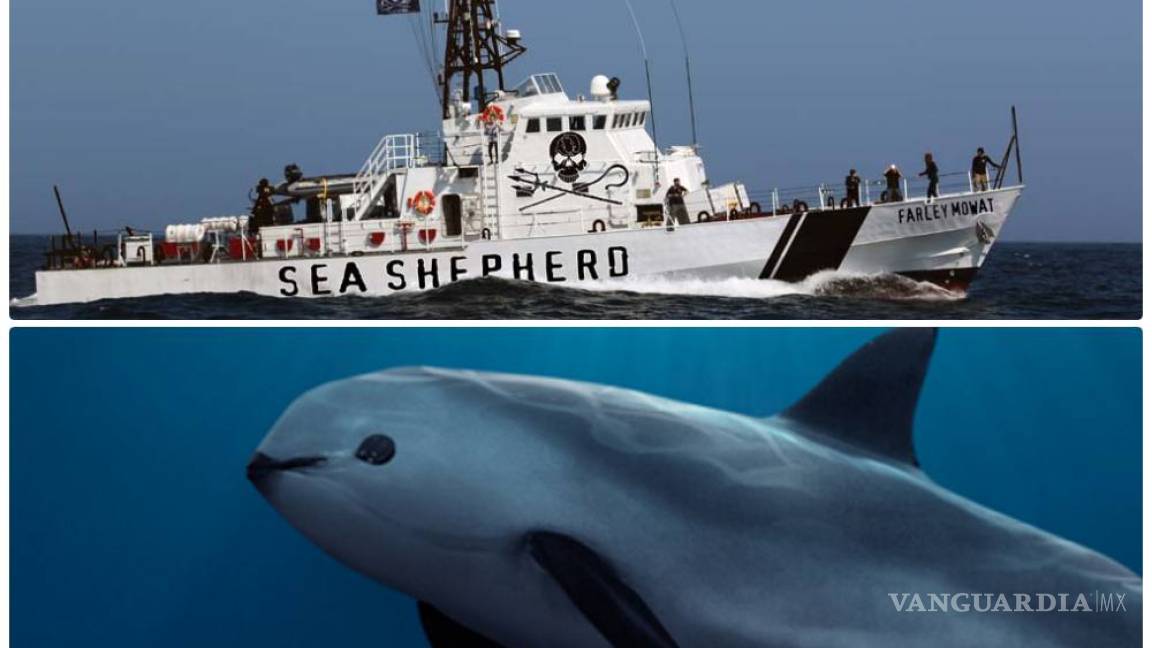 Sea Shepherd refuerza defensa de la vaquita marina