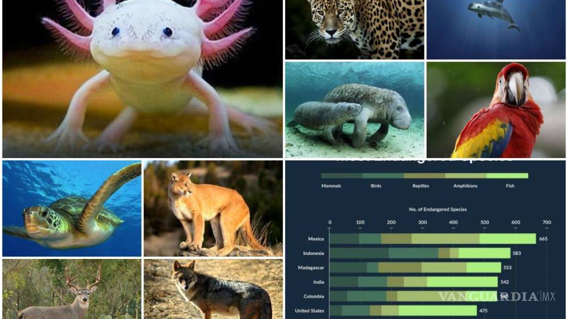 $!México ocupa un muy lamentable primer lugar con más especies en peligro de extinción del mundo